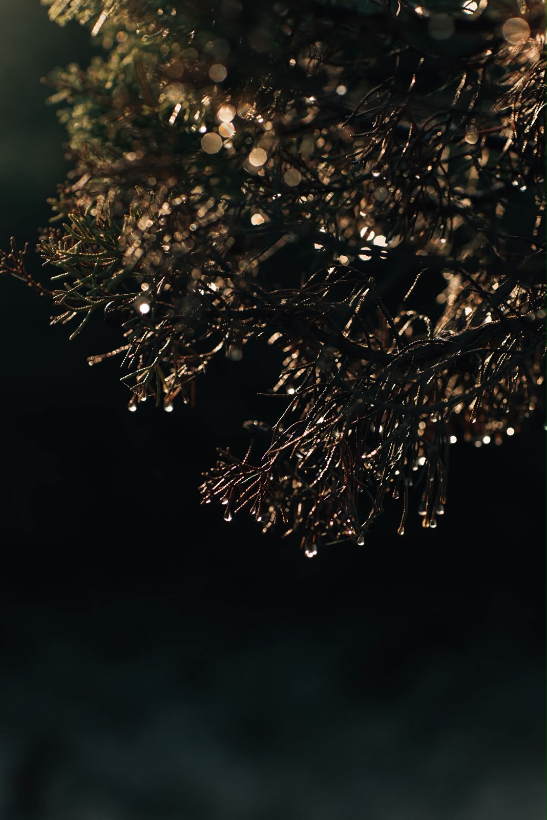 Winter branches holding drops of light in the dark