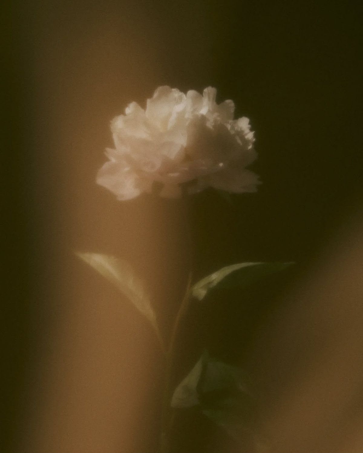 A white peony glowing in soft amber light